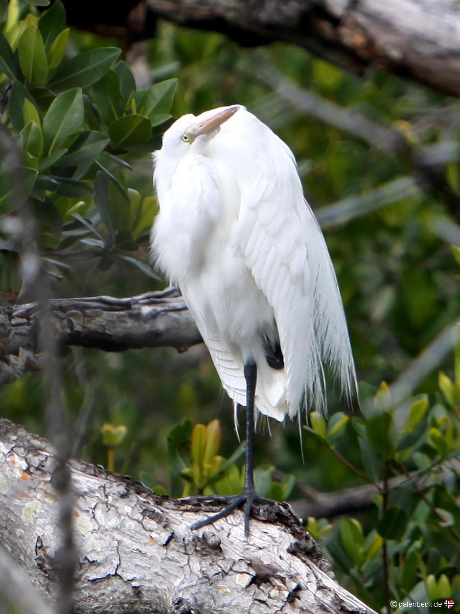 J.N. Ding Darling National Wildlife Refuge