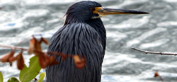 Wildlife Dr, Cape Coral, Florida, United States