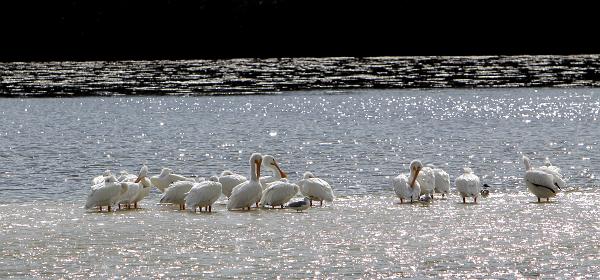 Wildlife Dr, Cape Coral, Florida, United States