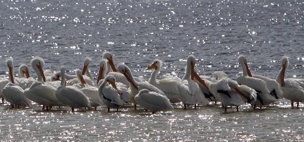 Wildlife Dr, Cape Coral, Florida, United States