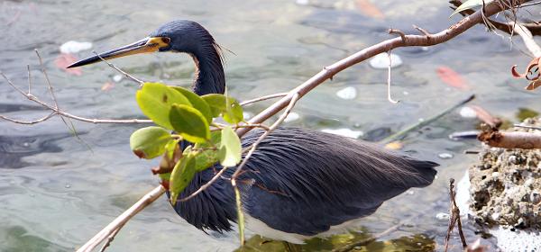 Wildlife Dr, Cape Coral, Florida, United States
