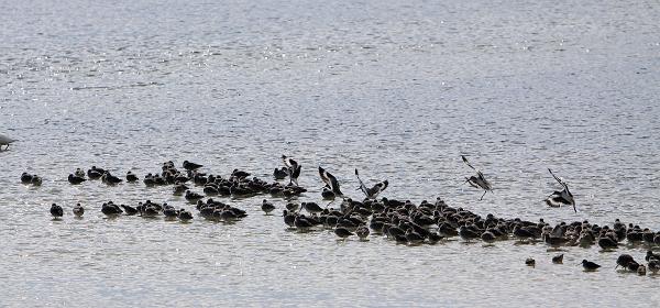 Wildlife Dr, Cape Coral, Florida, United States