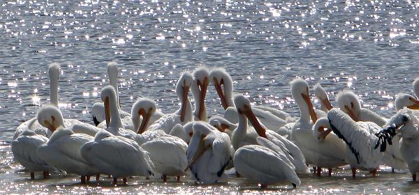 Wildlife Dr, Cape Coral, Florida, United States