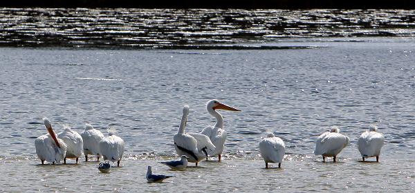 Wildlife Dr, Cape Coral, Florida, United States