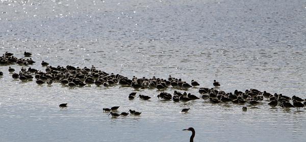 Wildlife Dr, Cape Coral, Florida, United States