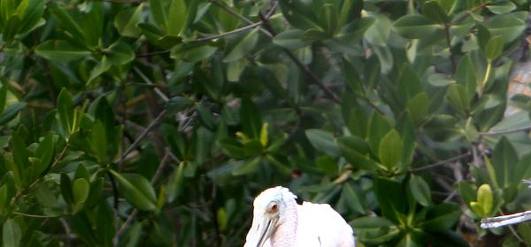 Wildlife Dr, Cape Coral, Florida, United States