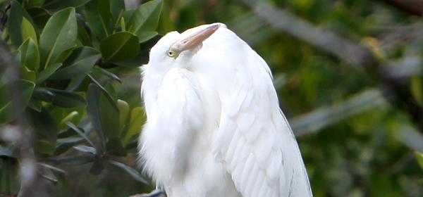 Wildlife Dr, Cape Coral, Florida, United States