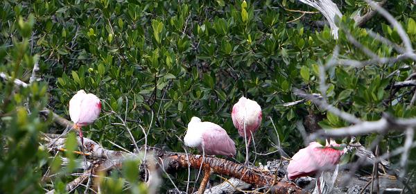 Wildlife Dr, Cape Coral, Florida, United States