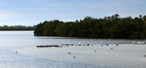 Wildlife Dr, Cape Coral, Florida, United States