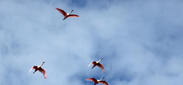 Wildlife Dr, Cape Coral, Florida, United States