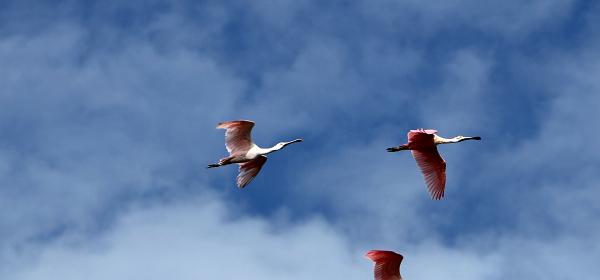 Wildlife Dr, Cape Coral, Florida, United States