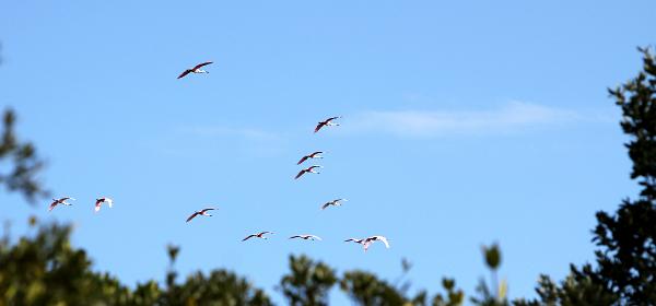 Wildlife Dr, Cape Coral, Florida, United States
