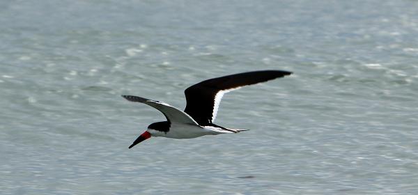 Sanibel-Captiva Rd, Wulfert, Florida, United States