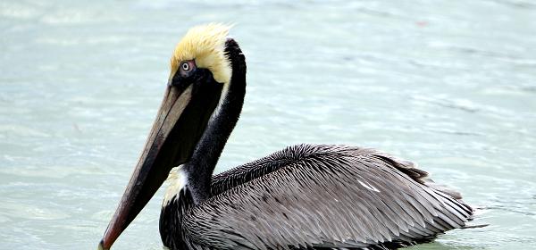 Sanibel Captiva Rd, Wulfert, Florida, United States