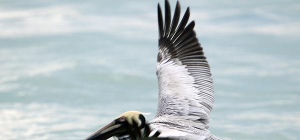 Sanibel Captiva Rd, Wulfert, Florida, United States