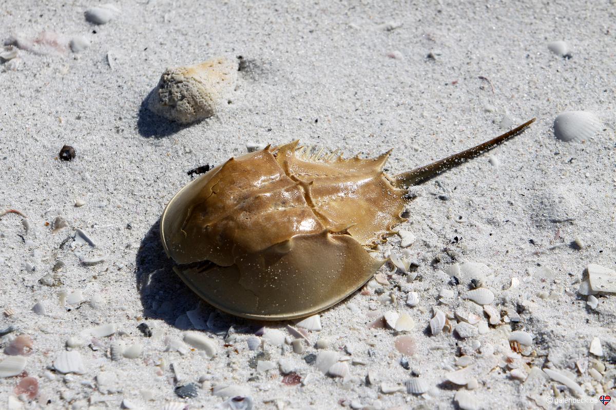 Barefoot Beach Preserve