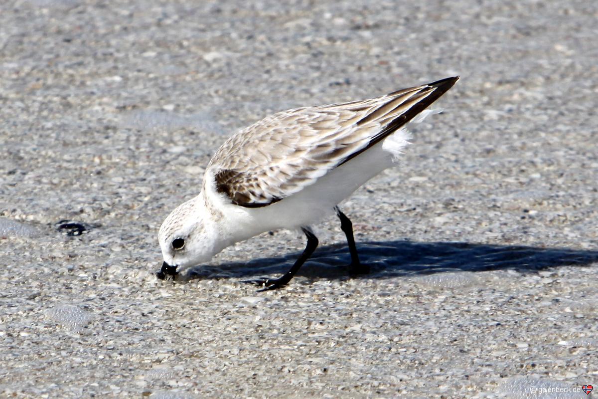 Barefoot Beach Preserve