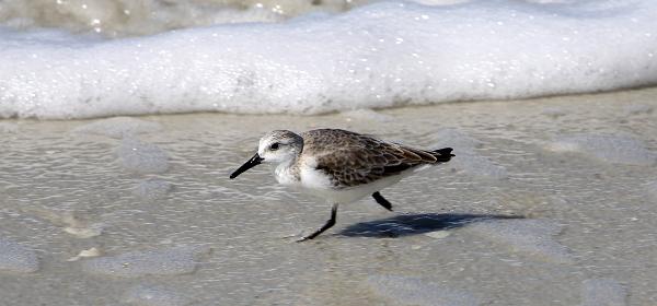 Barefoot Beach Blvd, Bonita Springs, Florida, United States