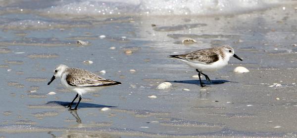 Barefoot Beach Blvd, Bonita Springs, Florida, United States