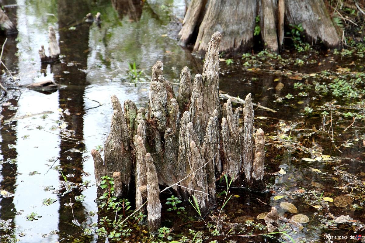 Tamiami Trail