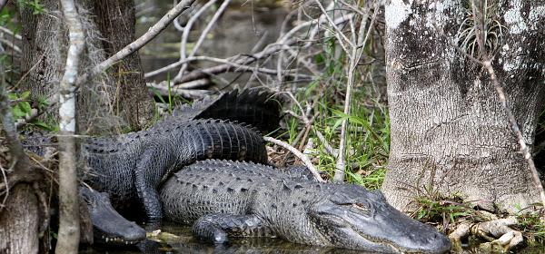 Tamiami Trl, Trailtown, Florida, United States