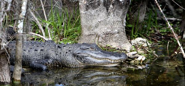 Tamiami Trl, Trailtown, Florida, United States