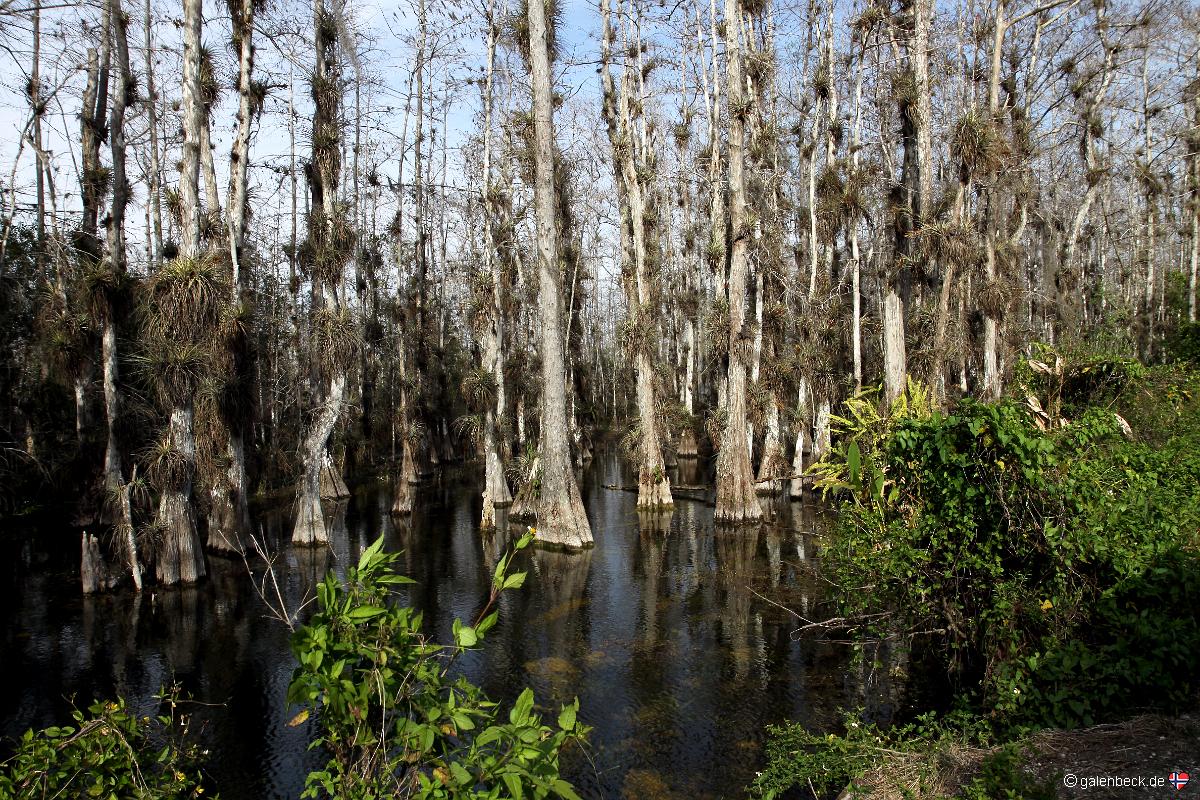 Big Cypress National Preserve Loop Road
