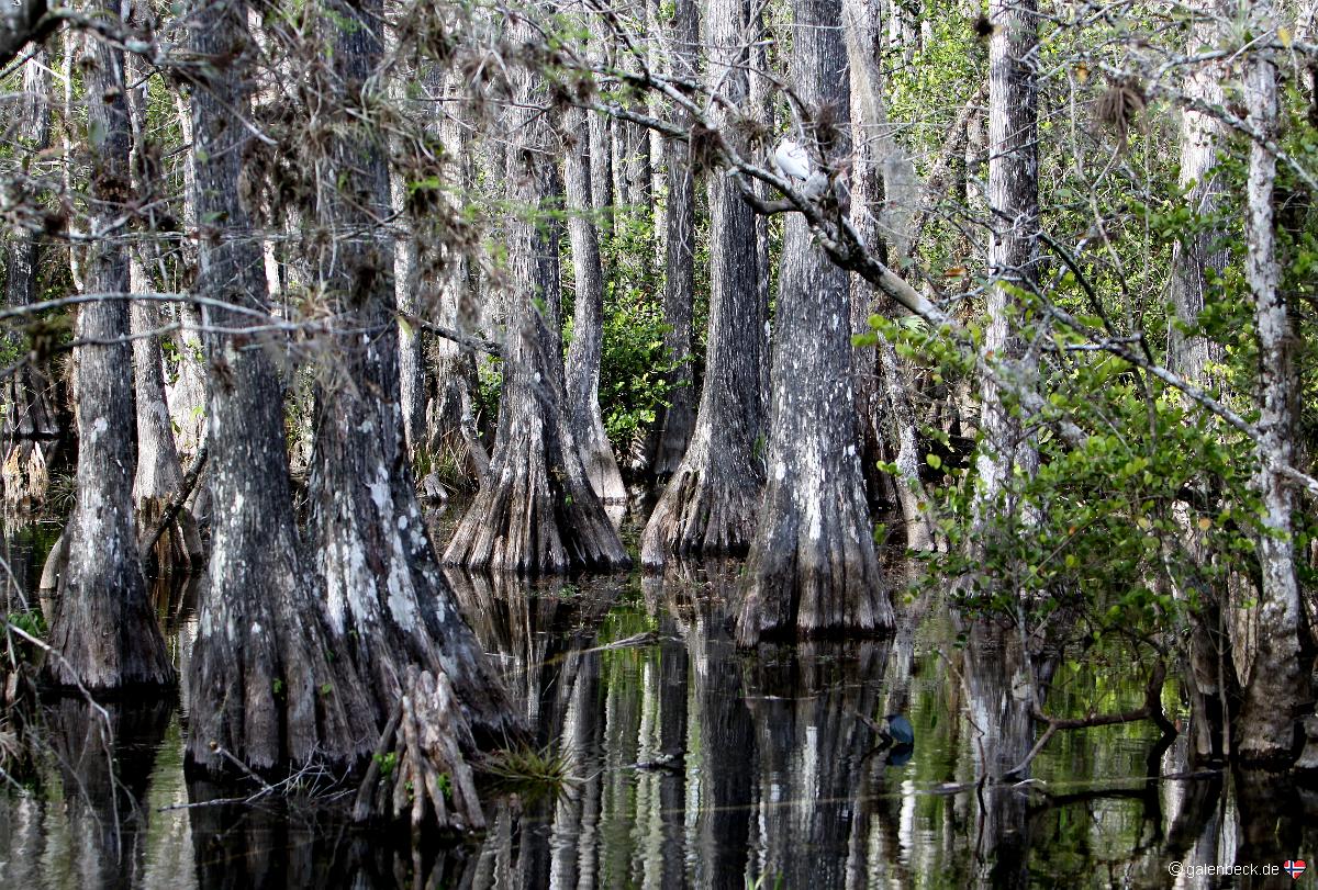 Big Cypress National Preserve Loop Road
