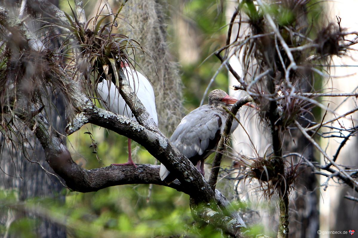 Big Cypress National Preserve Loop Road