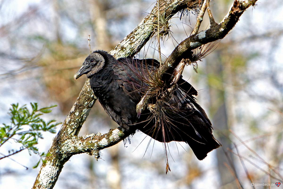 Big Cypress National Preserve Loop Road