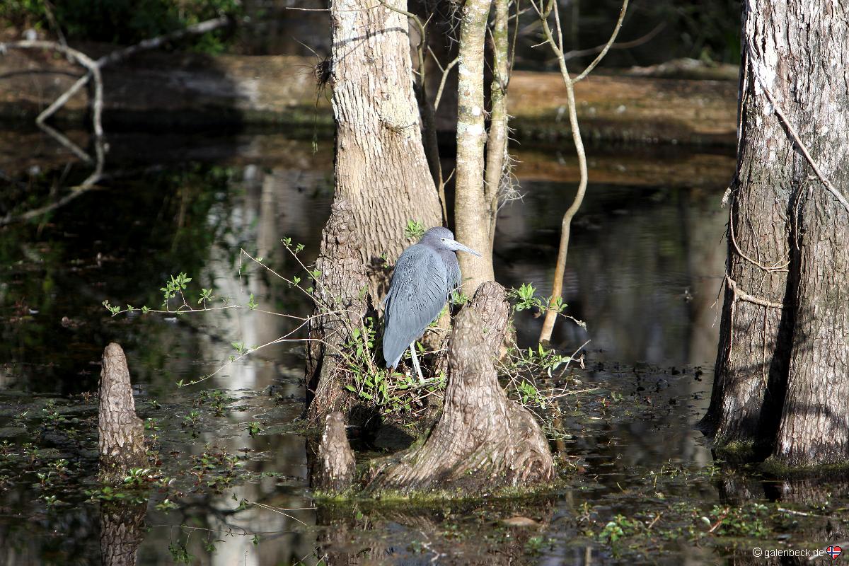 Big Cypress National Preserve Loop Road
