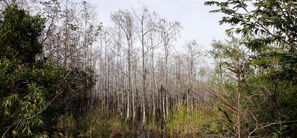 County Road 94, Pinecrest, Florida, United States