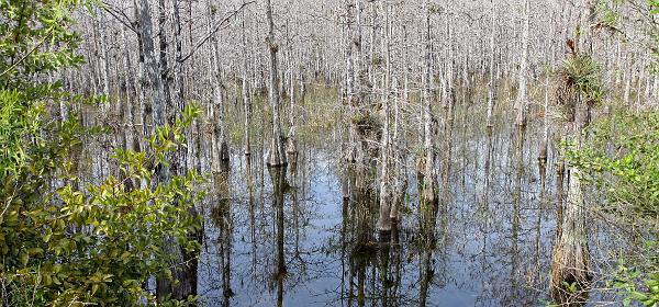 County Road 94, Pinecrest, Florida, United States