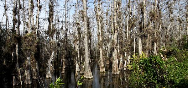 Loop Rd, Trail City, Florida, United States