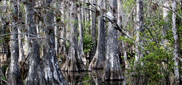 Loop Rd, Trailtown, Florida, United States