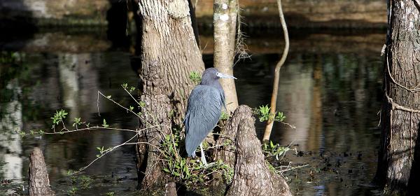 Loop Rd, Trailtown, Florida, United States