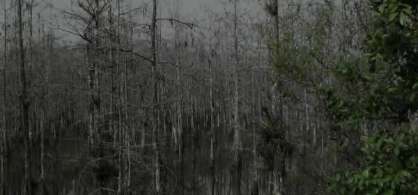 big cypress national preserve loop road