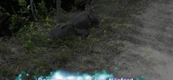 das krokodil und sein nilpferd