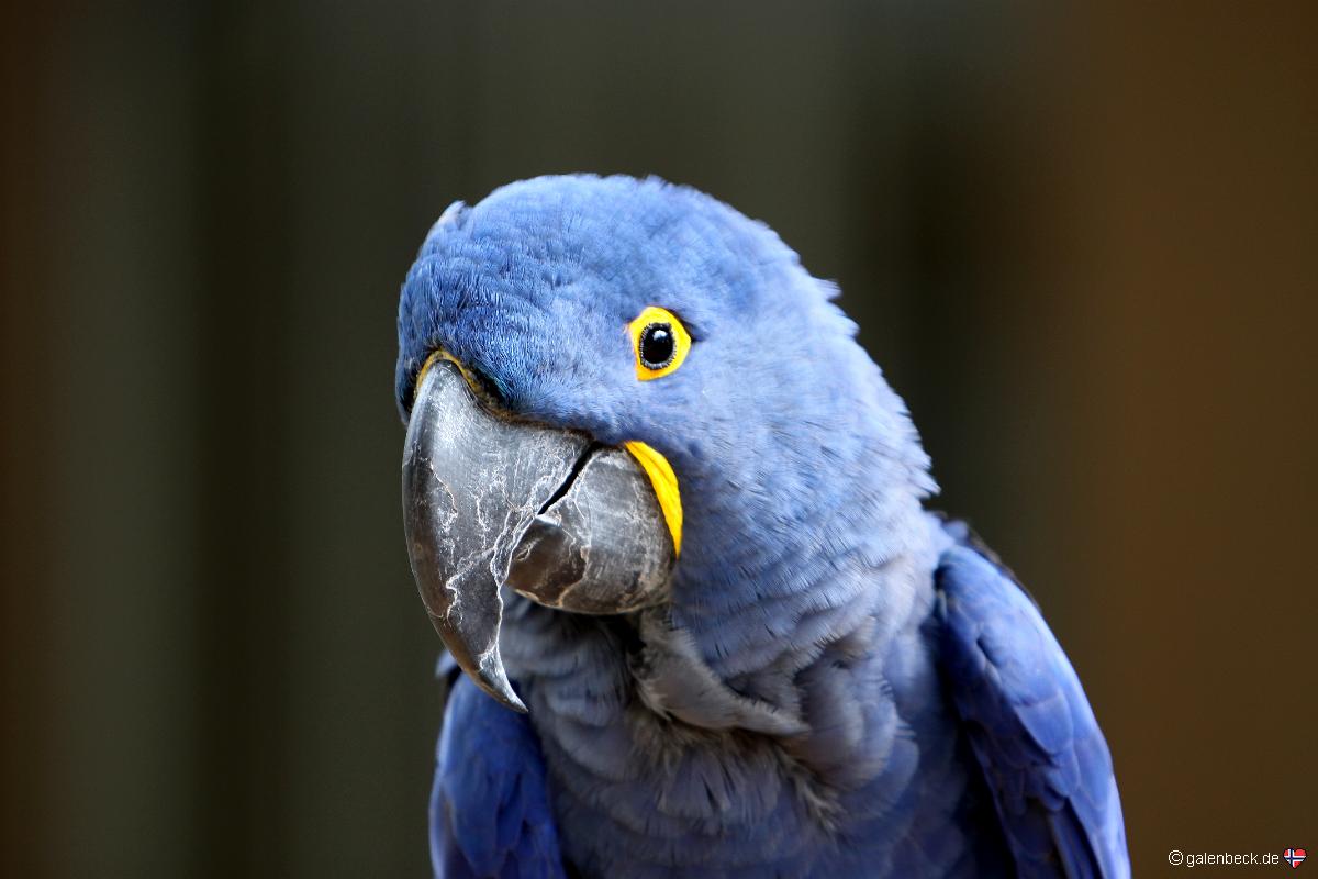 Parrot Jungle Island