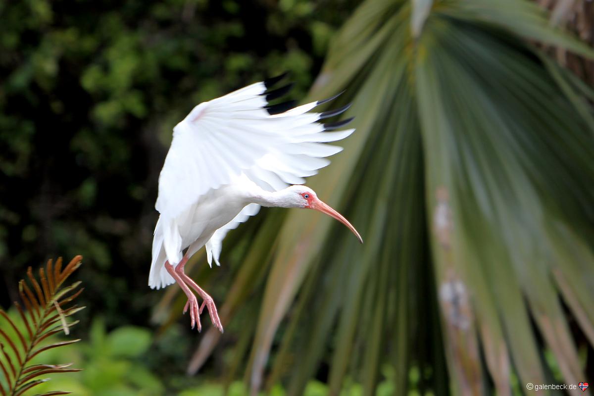 Parrot Jungle Island