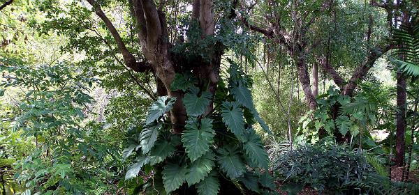 Parrot Jungle Island 04