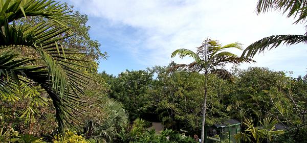Parrot Jungle Island 05