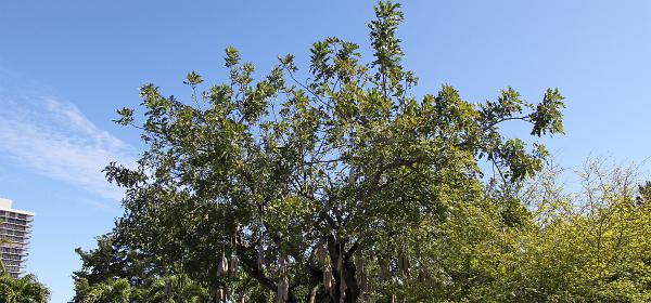 Parrot Jungle Island 13