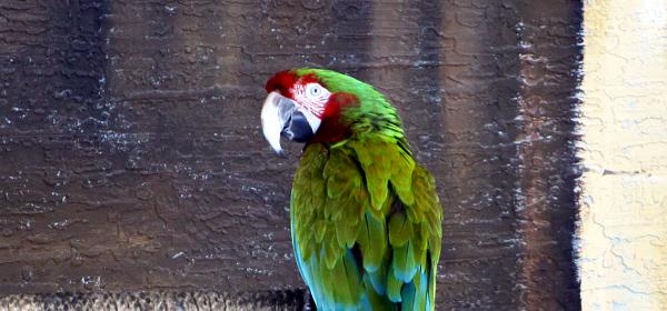 Parrot Jungle Island 14