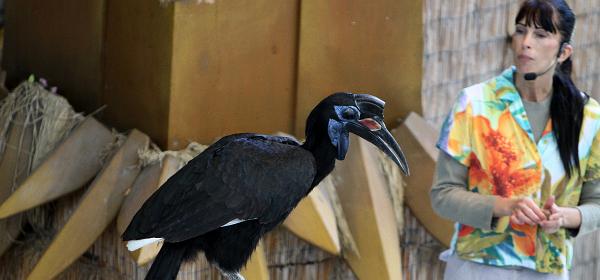Parrot Jungle Island 19