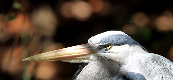 Parrot Jungle Island 22