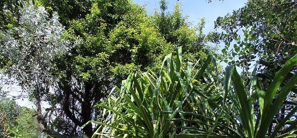 Parrot Jungle Island 24