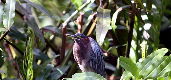 Parrot Jungle Island 25