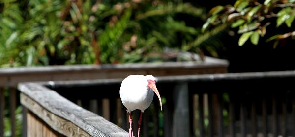 Parrot Jungle Island 26