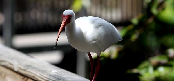 Parrot Jungle Island 27